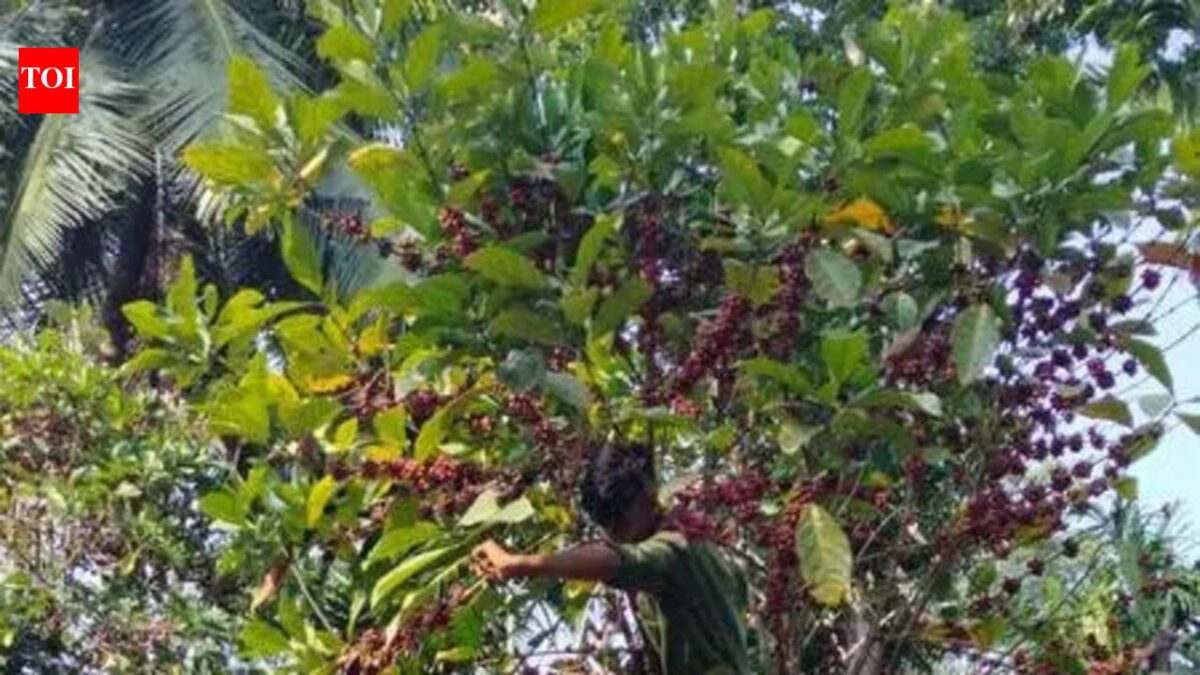 Tree Coffee is having a climate moment