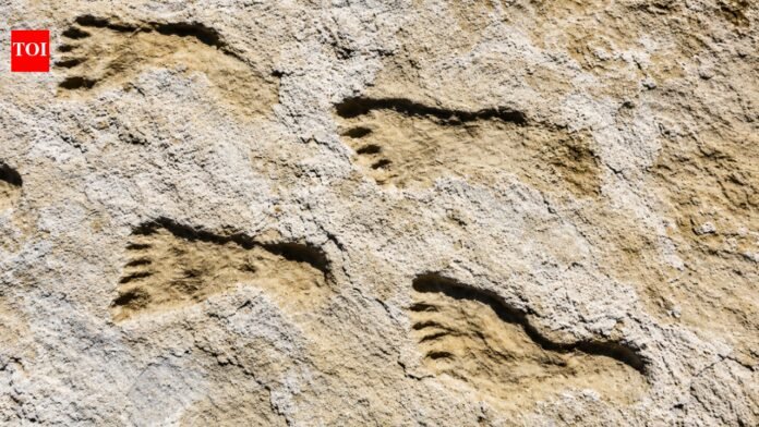 23,000-year-old footprints in New Mexico change scientists' view of first Americans World News

