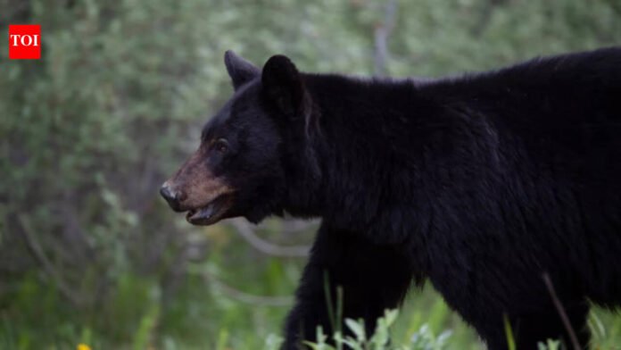 A 27-year-old Indian man died in a rare bear attack in Canada; the last fatal incident occurred 6 years ago

