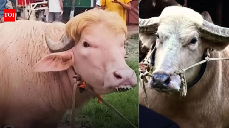 Bangladeshi viral buffaloes like Donald Trump and Benjamin Netanyahu steal the spotlight