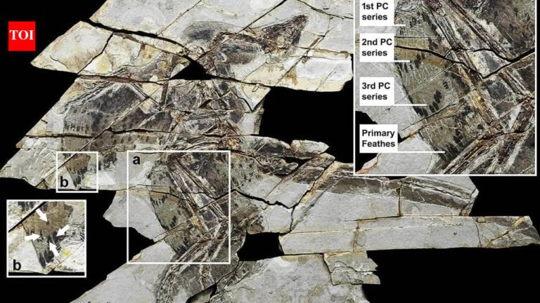 China discovers ‘colorful’ dinosaur fossil from 160 million years ago with four wings and bird feathers