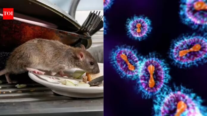 Commentary: Will the hantavirus outbreak become Covid 2.0?

