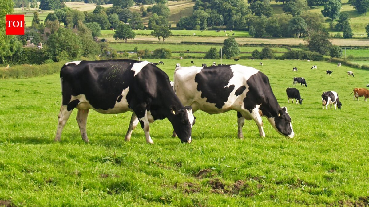 Cow Compass: How cows secretly tap into Earth’s magnetic field while grazing |