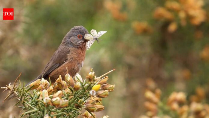 Dartford's Warbler: Rare Dartford's warbler makes remarkable comeback in UK after 60 years on the brink of extinction | World News

