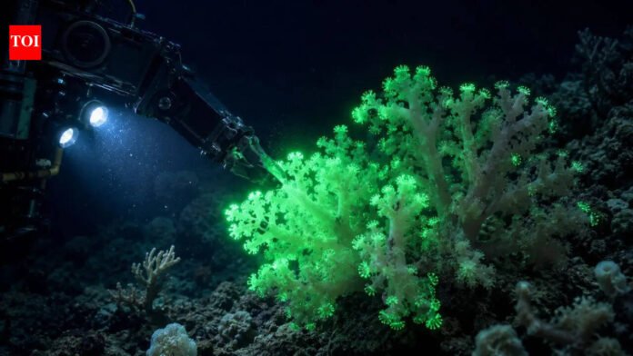 Hidden in the Pacific: This newly discovered coral flashes green when disturbed by deep-sea robots

