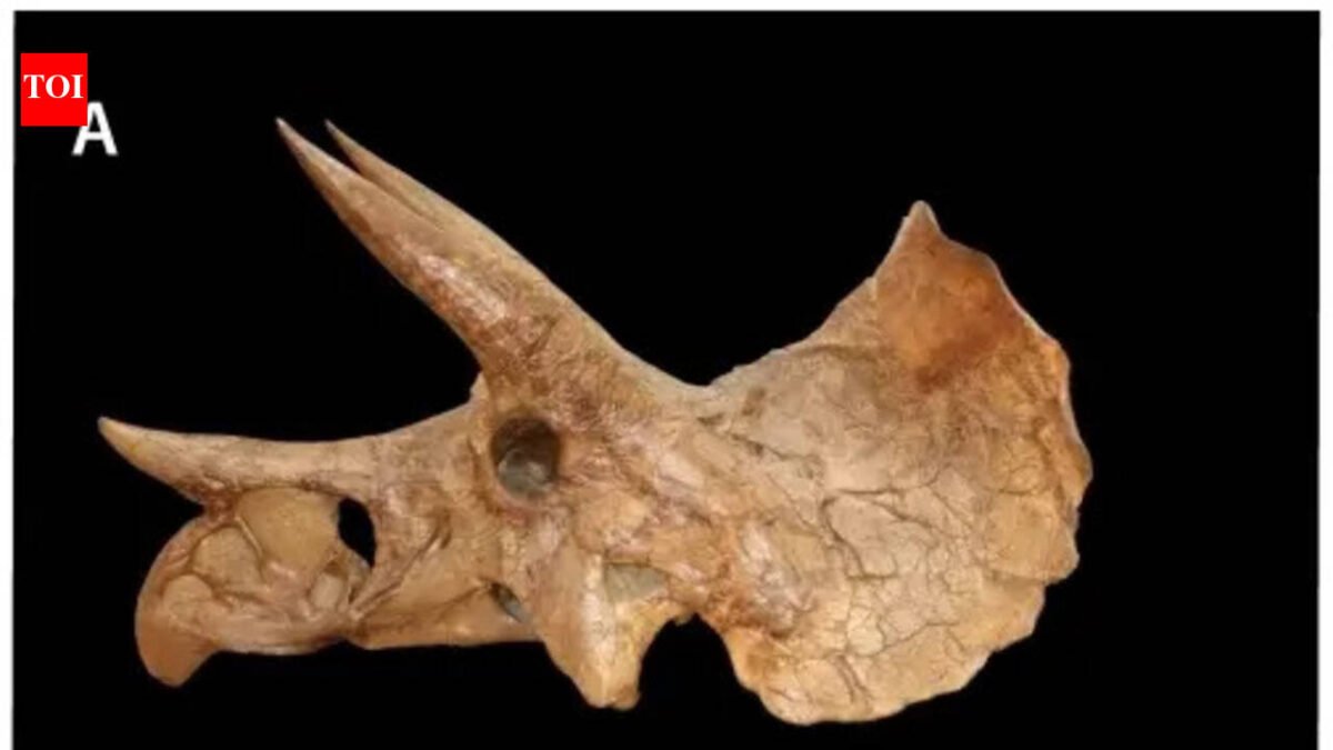 In 2017, construction workers in Colorado accidentally dug up an extremely rare dinosaur fossil |