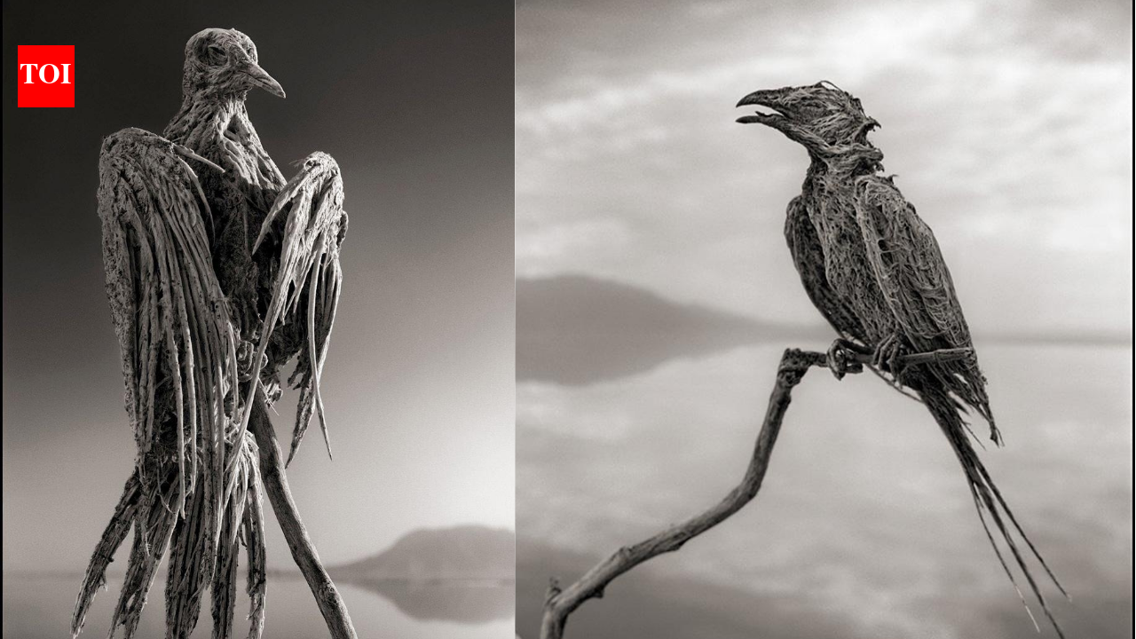 Lake Natron: Dead Lake: This lake in Tanzania can turn dead animals into stone statues | World News