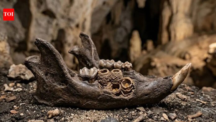 Not teeth, but nests: Caribbean rodent fossil discovery surprises archaeologists World News

