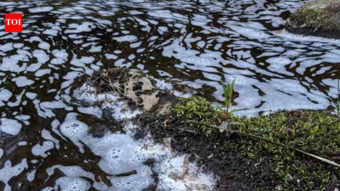 Pollution in Mali rivers kills fish, birds in environmental disaster

