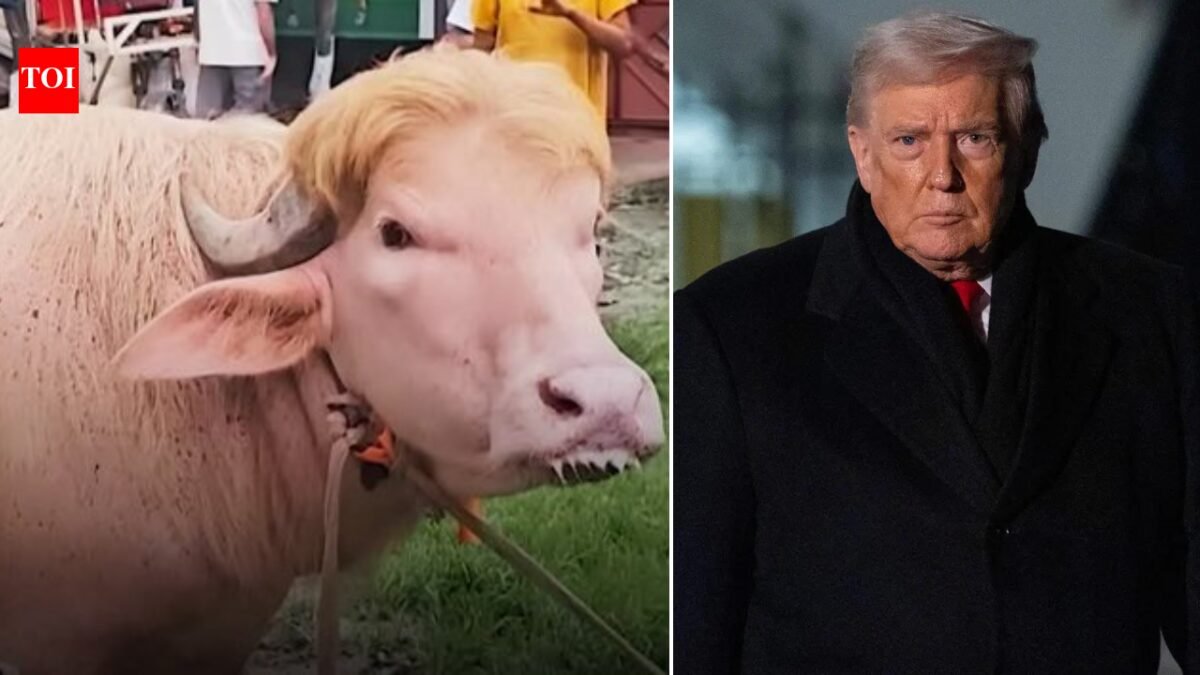 'Poor thing': Iran mocks Donald Trump as virus buffalo like him loses appetite