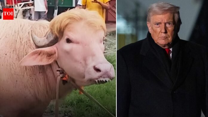'Poor thing': Iran mocks Donald Trump as virus buffalo like him loses appetite

