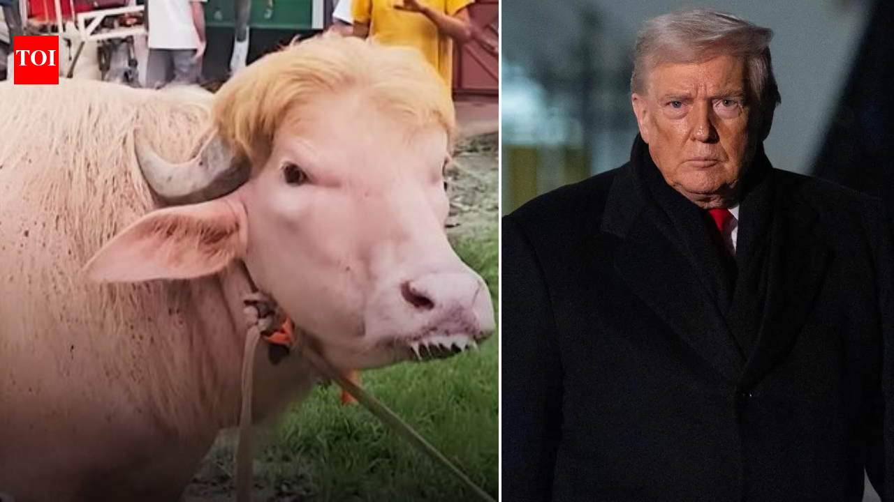 'Poor thing': Iran mocks Donald Trump as virus buffalo like him loses appetite