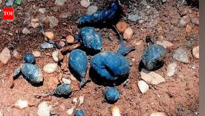 Rare 'earth mango' discovered in Kerala: Hidden fungus known to locals as Neelamanga is back again |

