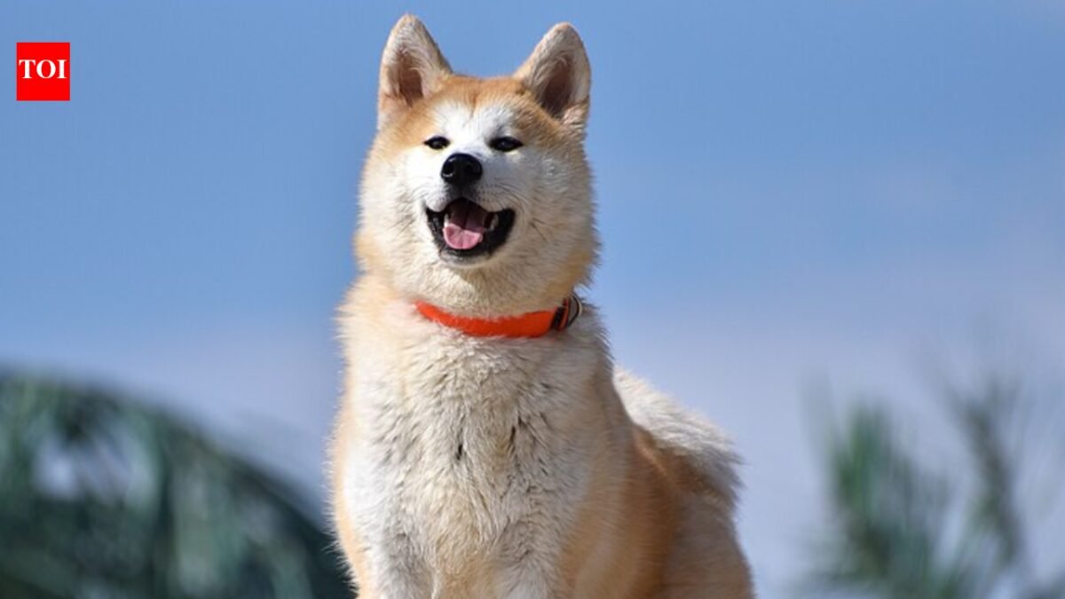 Scientists say this oral spray may finally cure your dog's bad breath |