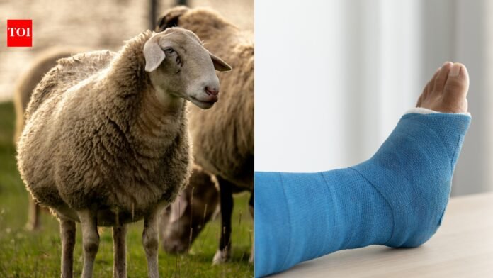 Scientists turn wool into bone-healing material, a major medical breakthrough


