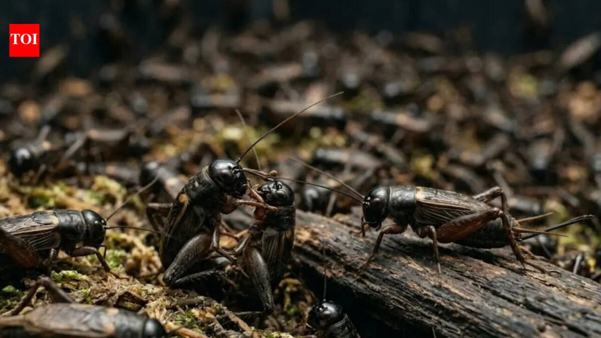 Shocking new research suggests the 370 billion crickets farmed each year may actually feel pain