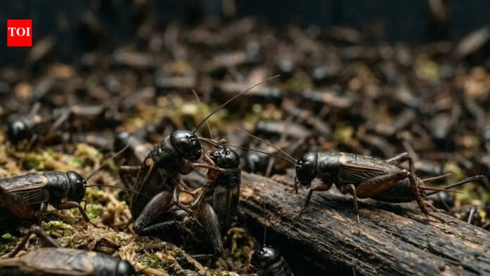 Shocking new research suggests the 370 billion crickets farmed each year may actually feel pain

