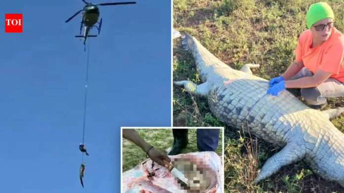 South Africa river rescue: Dramatic river rescue in South Africa: Missing businessman's body found inside 15ft crocodile | Watch | World News

