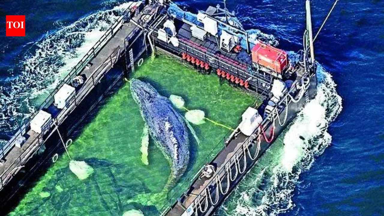 Stranded whale "Timmy" rescued and returned to North Sea