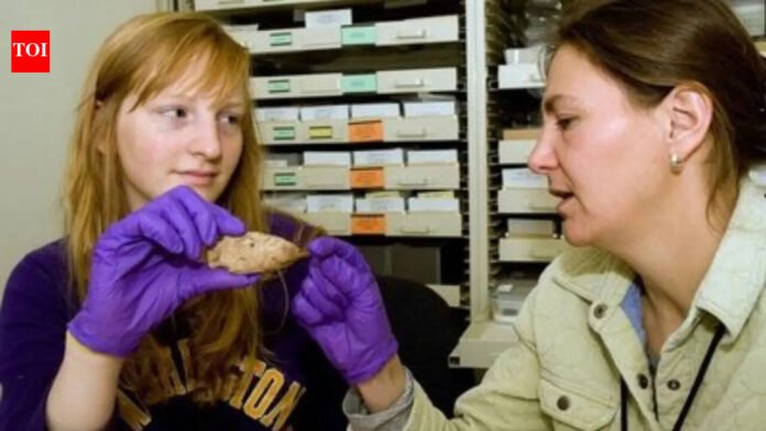 University of Washington: What looks like ordinary rubble on university campus turns out to be 6,700-year-old Native American artifacts | World News

