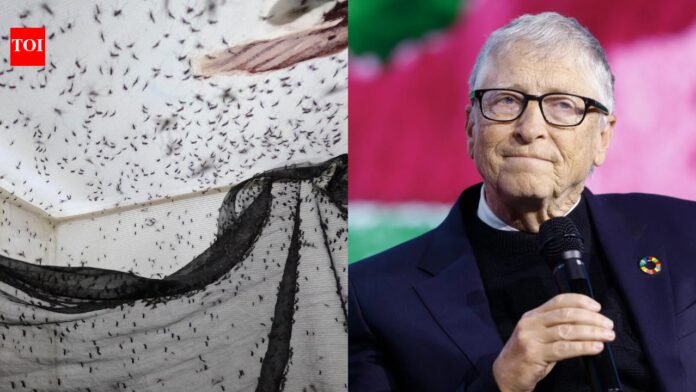 Why an insect factory backed by Bill Gates releases 30 million mosquitoes every week

