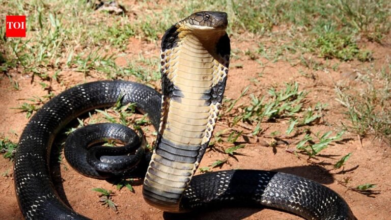 World’s deadliest snake: King Cobra Capitals: 10 countries where the world’s deadliest snake thrives | World News