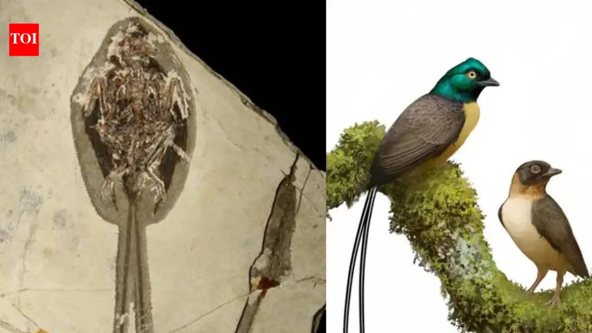 121-million-year-old bird fossil shocks scientists with tail feathers twice as long as body