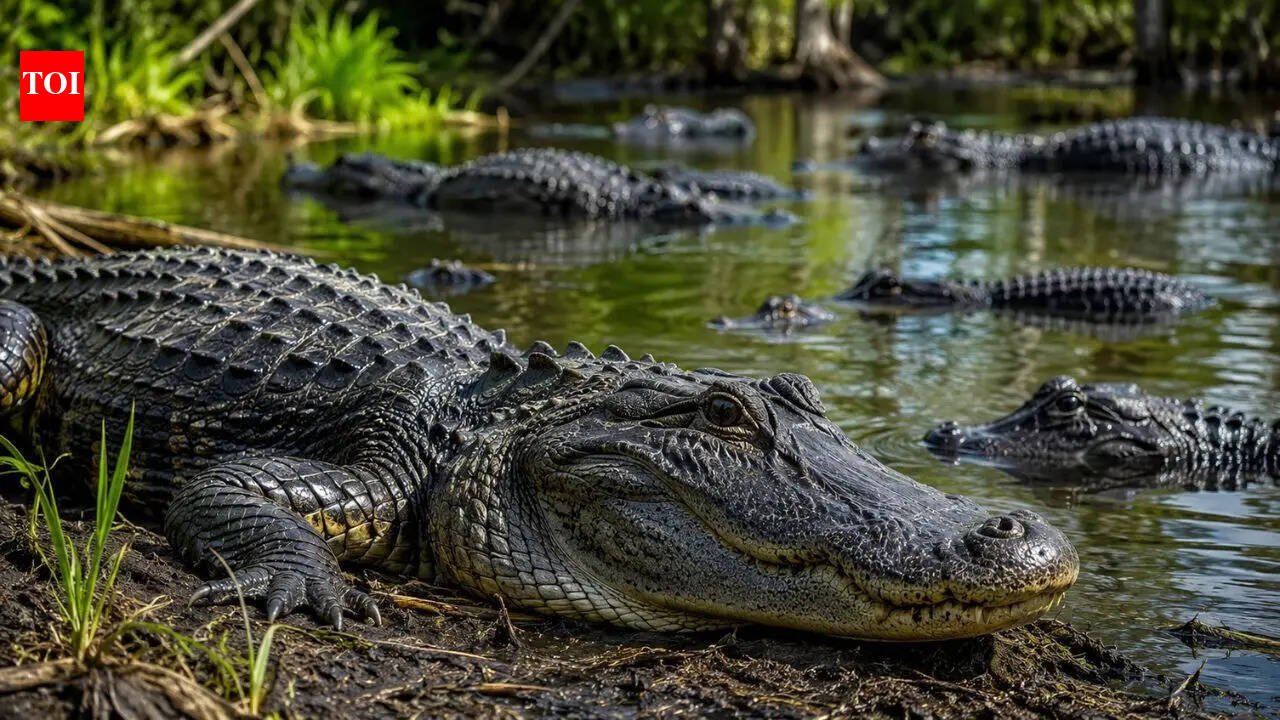 Alligator-infested America: 6 Alligator-Infested Rivers in America: From Florida's St. Johns River to Texas' Brazos River | World News