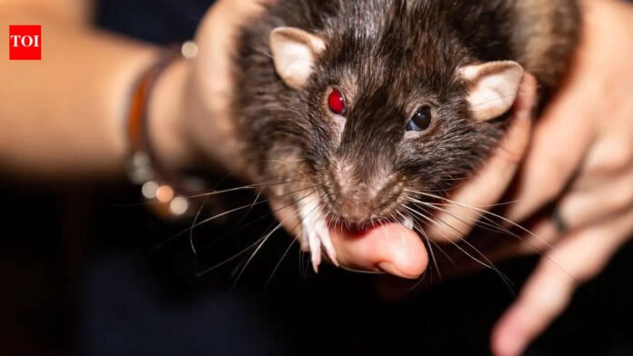 America's 10 Worst Rat-Infested Cities: Los Angeles continues to top U.S. rodent list, followed by Chicago and New York | World News

