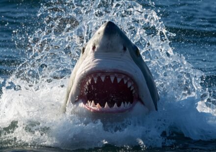 America's Most Shark-Infested Coastlines: 8 Beaches and States with the Most Common Shark Encounters |