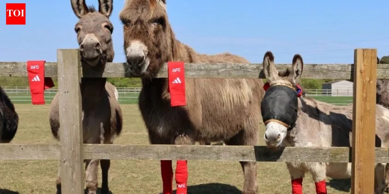 Arsenal's old socks find an unexpected new home: rescued donkeys across the UK are wearing them, and for a surprising reason | World News