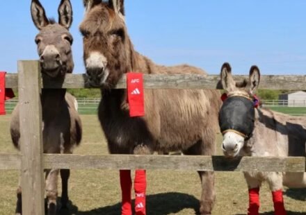 Arsenal's old socks find an unexpected new home: rescued donkeys across the UK are wearing them, and for a surprising reason | World News