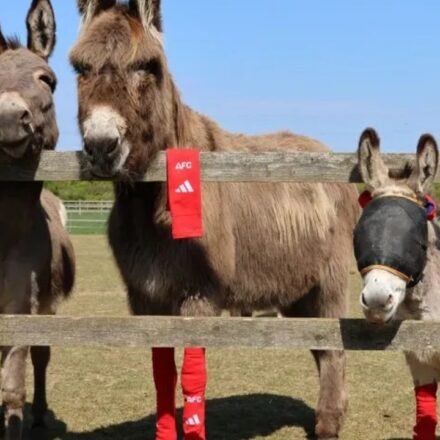Arsenal's old socks find an unexpected new home: rescued donkeys across the UK are wearing them, and for a surprising reason | World News