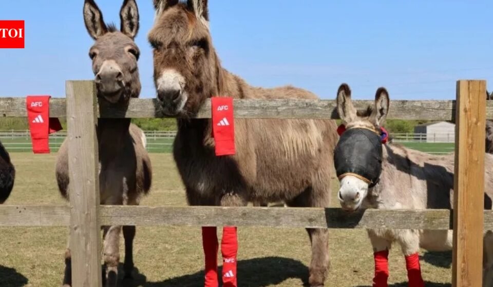 Arsenal's old socks find an unexpected new home: rescued donkeys across the UK are wearing them, and for a surprising reason | World News