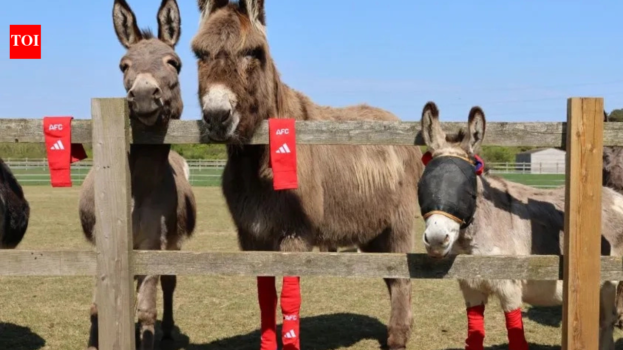 Arsenal's old socks find an unexpected new home: rescued donkeys across the UK are wearing them, and for a surprising reason | World News