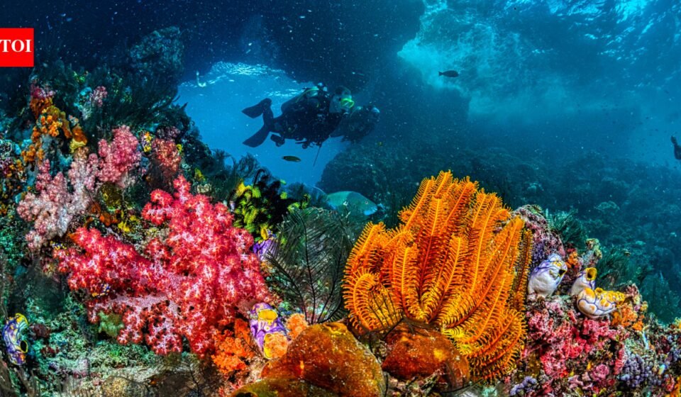 As rocks transform the seafloor, melting icebergs create new deep-sea habitats 2,500 meters below the Arctic Ocean |