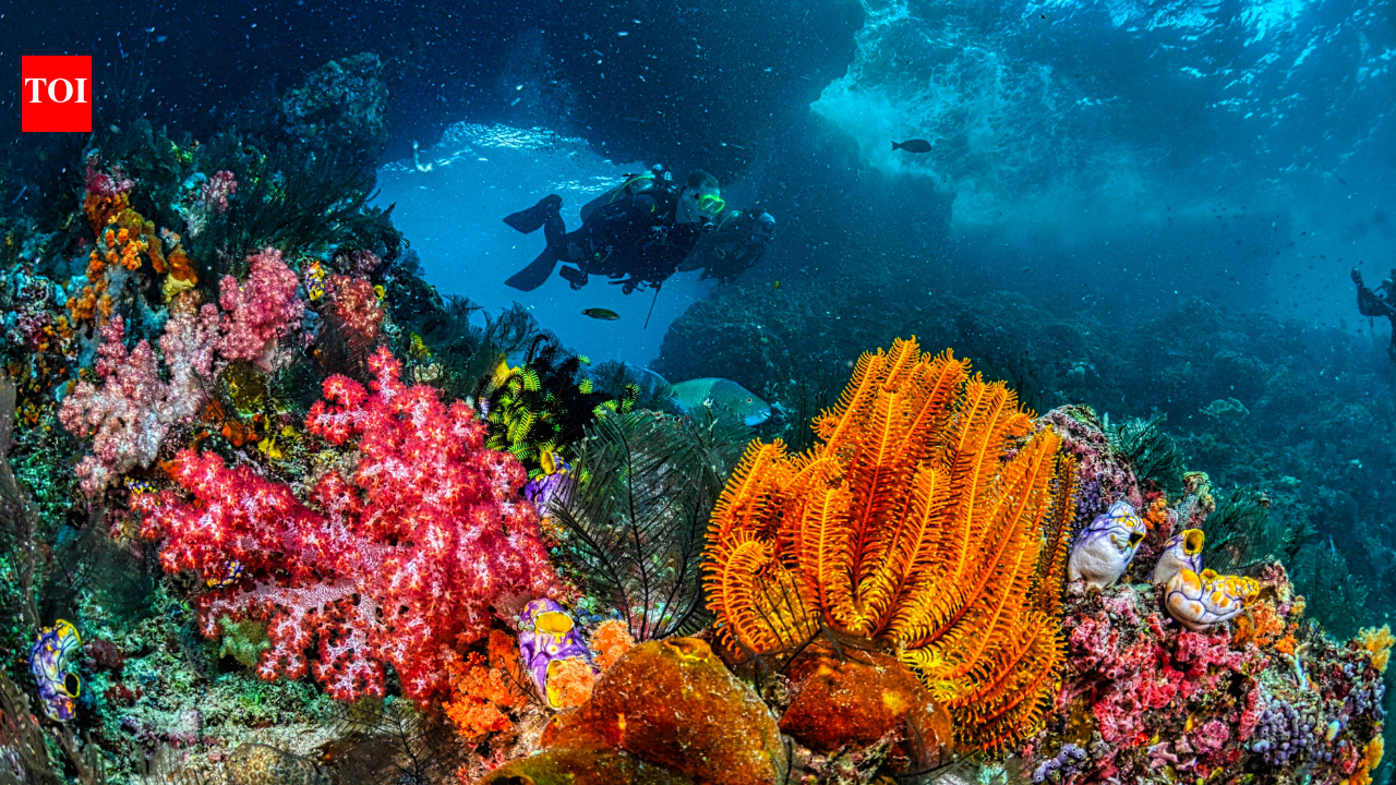 As rocks transform the seafloor, melting icebergs create new deep-sea habitats 2,500 meters below the Arctic Ocean |