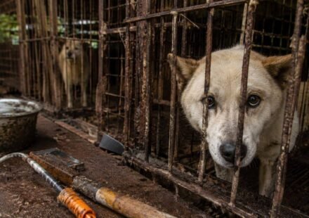 Before South Korea implemented its meat ban, 400,000 dogs disappeared. Where have all the hundreds of thousands of dogs gone?