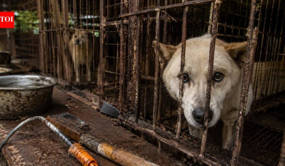 Before South Korea implemented its meat ban, 400,000 dogs disappeared. Where have all the hundreds of thousands of dogs gone?