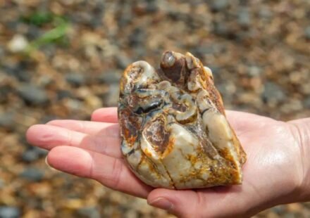 Buried for 1.8 million years: This ancient tusk was finally discovered by an 11-year-old on a UK beach World News