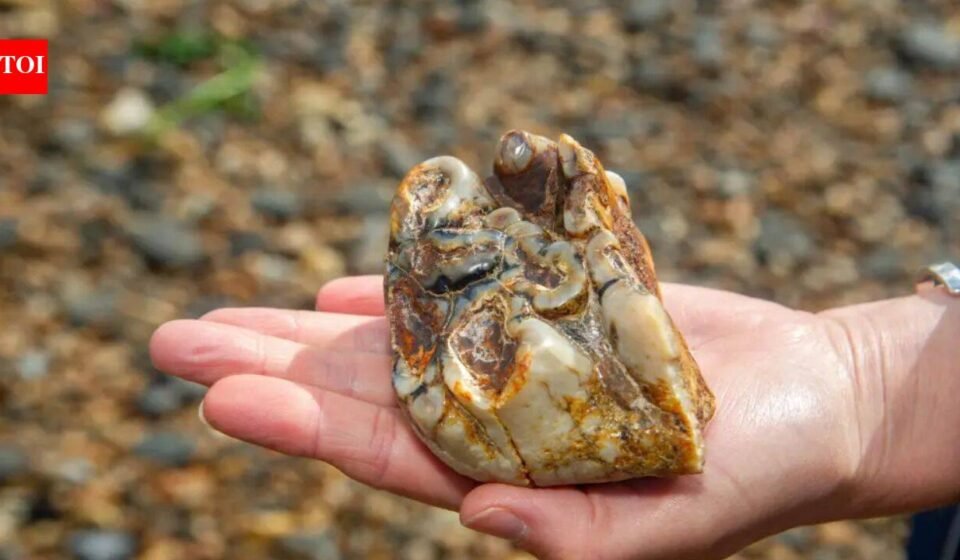Buried for 1.8 million years: This ancient tusk was finally discovered by an 11-year-old on a UK beach World News