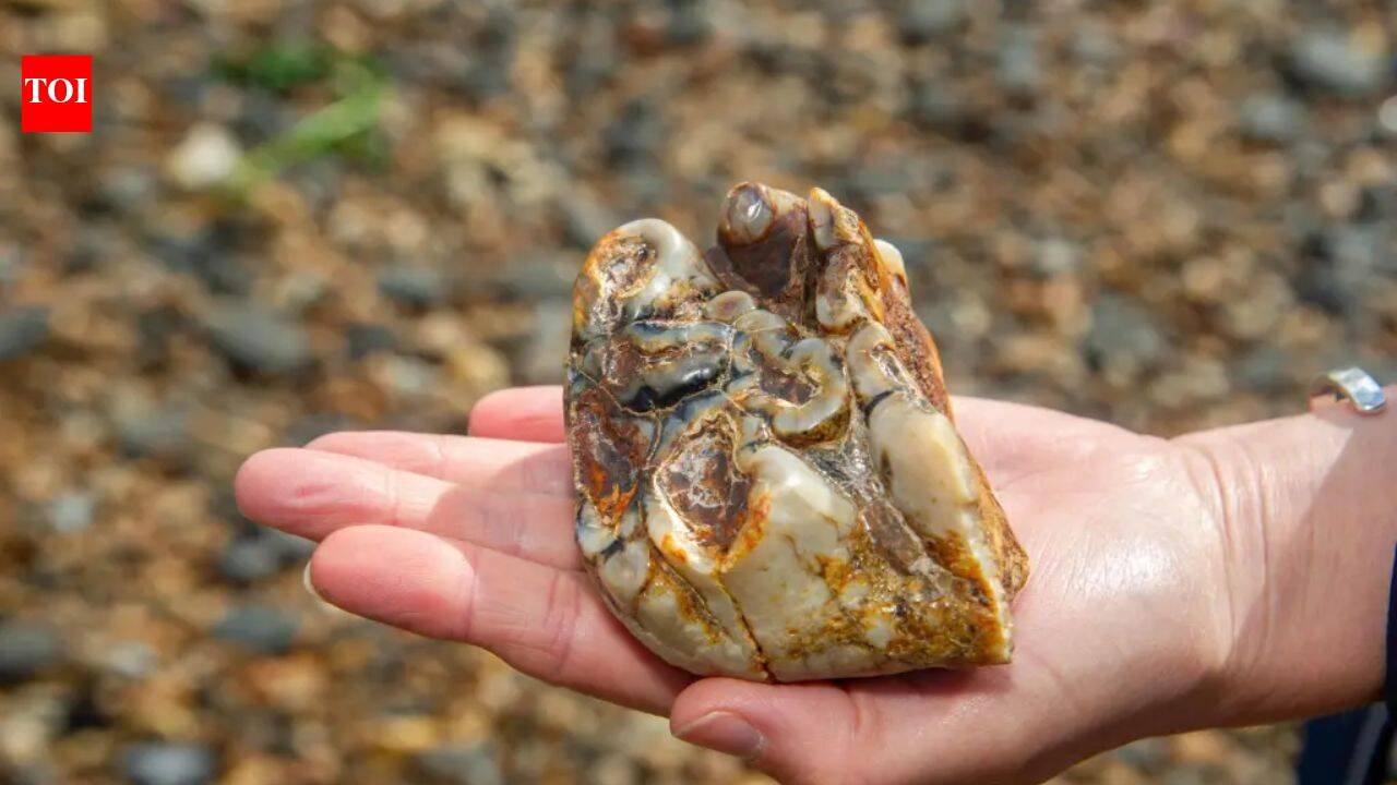 Buried for 1.8 million years: This ancient tusk was finally discovered by an 11-year-old on a UK beach World News
