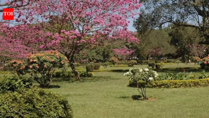 Canadian man settled in India with his wife and children: The cost of living is much lower than in Toronto, and he lost 14 pounds in 5 months

