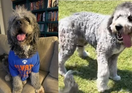 'Dude, don't get bitten by that thing': Los Angeles police cause huge uproar after killing pet dog minutes after family celebrated NBA Knicks win - Video