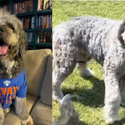 'Dude, don't get bitten by that thing': Los Angeles police cause huge uproar after killing pet dog minutes after family celebrated NBA Knicks win - Video