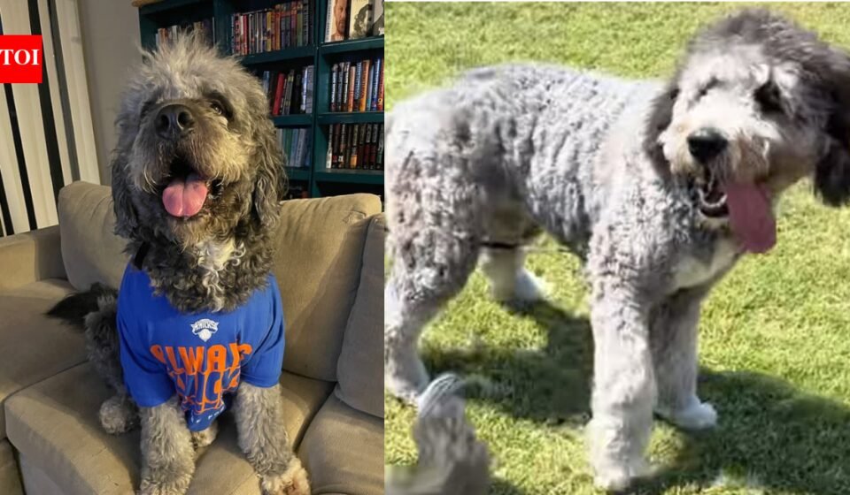 'Dude, don't get bitten by that thing': Los Angeles police cause huge uproar after killing pet dog minutes after family celebrated NBA Knicks win - Video