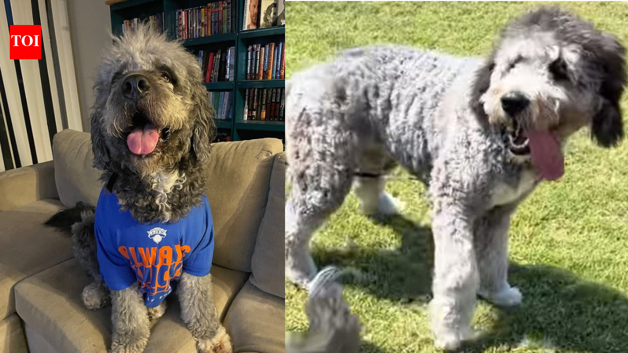 'Dude, don't get bitten by that thing': Los Angeles police cause huge uproar after killing pet dog minutes after family celebrated NBA Knicks win - Video