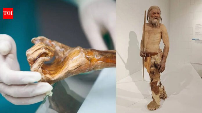 Europe's oldest mummy, 5,300 years old, may be 'alive': Scientists reveal shocking microbial activity World News

