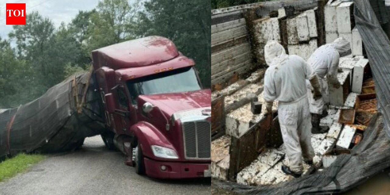 Honey holocaust: 24 million bees escape after 18-wheeler overturns, forcing Texas community into lockdown | World News