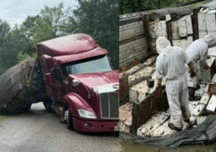 Honey holocaust: 24 million bees escape after 18-wheeler overturns, forcing Texas community into lockdown | World News